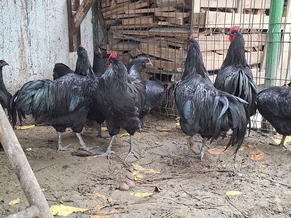 Cocoși Australorp