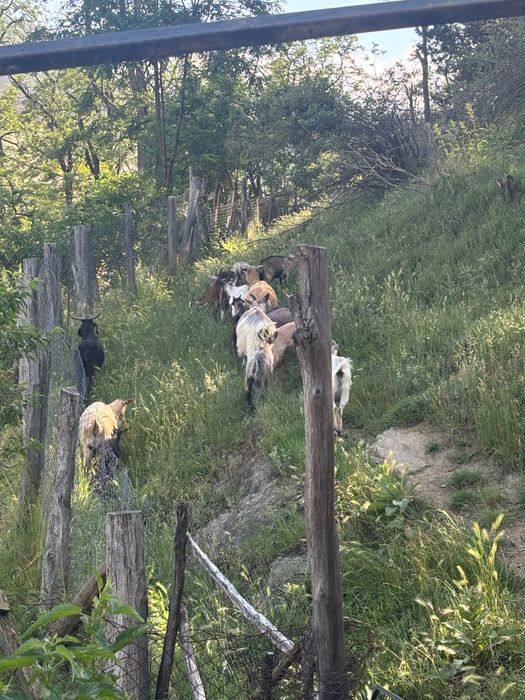 Vând capre cu iezi