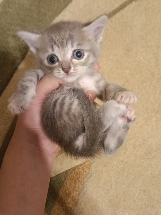Котята в хорошие руки