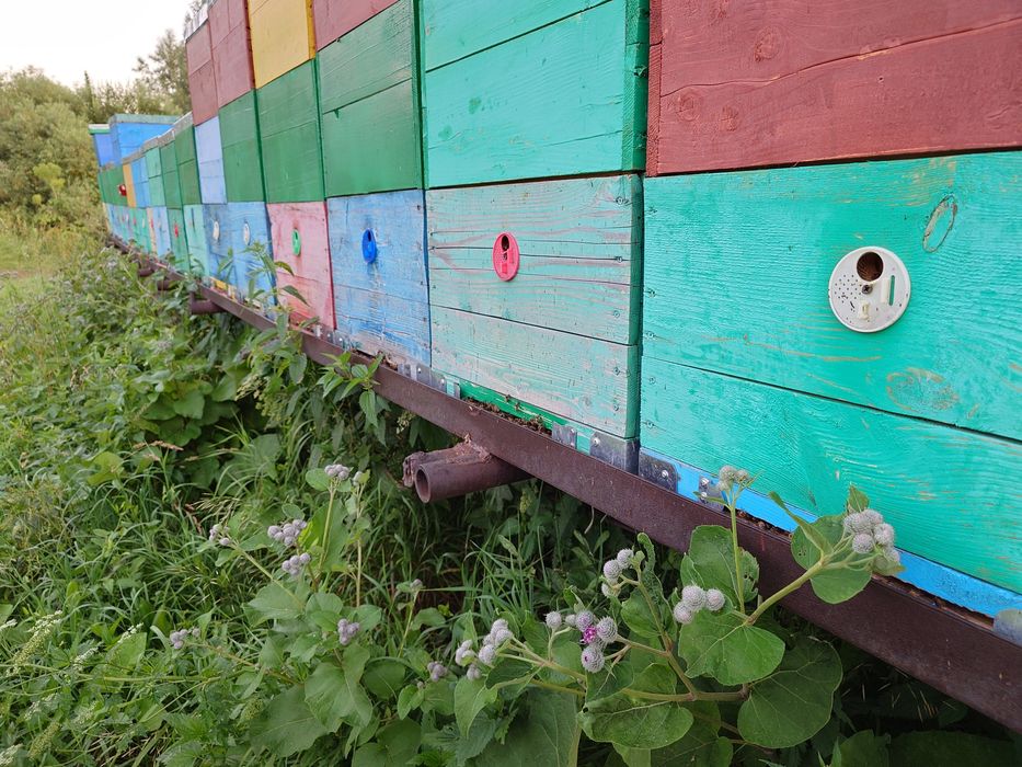 Мёд натуральный с пасеки.