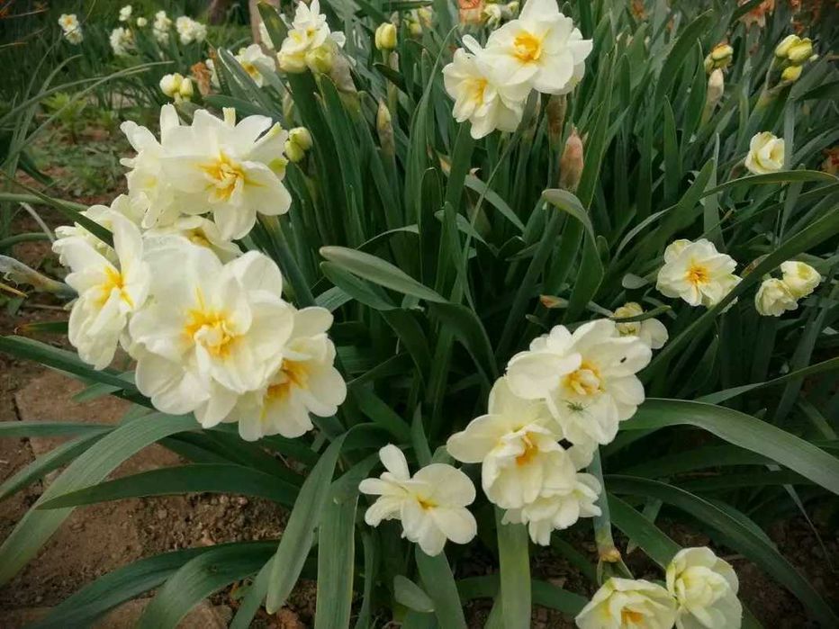 10 броя луковици