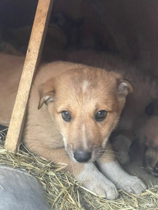 Отдадим щенят