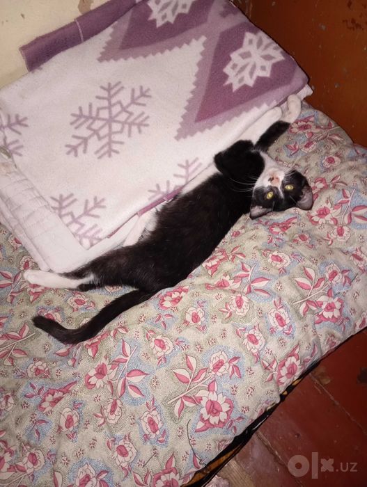 Кот 6 месяцев от роду. Ôg'il mushuk 6 oylik
