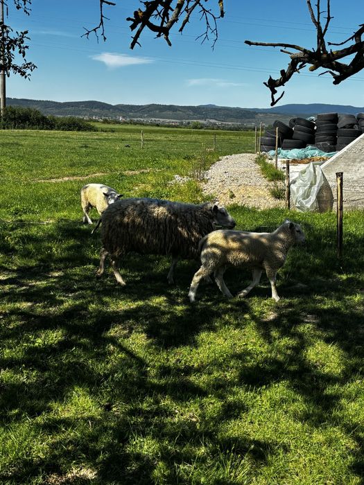 Oi/miei texel patata olandeza