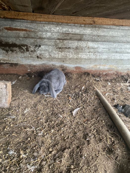 Кролики                   .