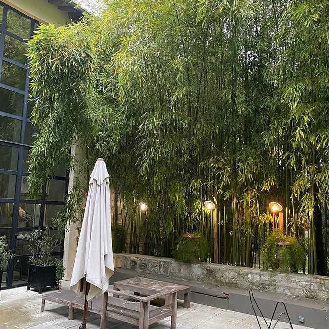 Bambus de gradina (Phyllostachys,Fargesia) rezistent la frig, gard viu