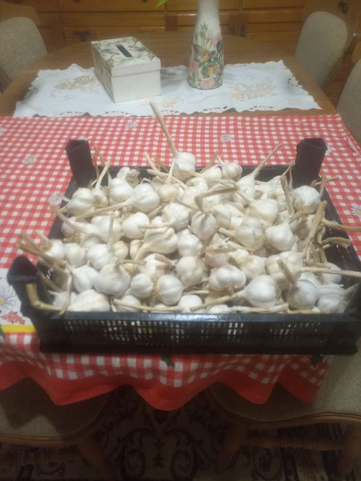 Vănd usturoi de primăvară