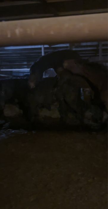 Айгыр    полутяж