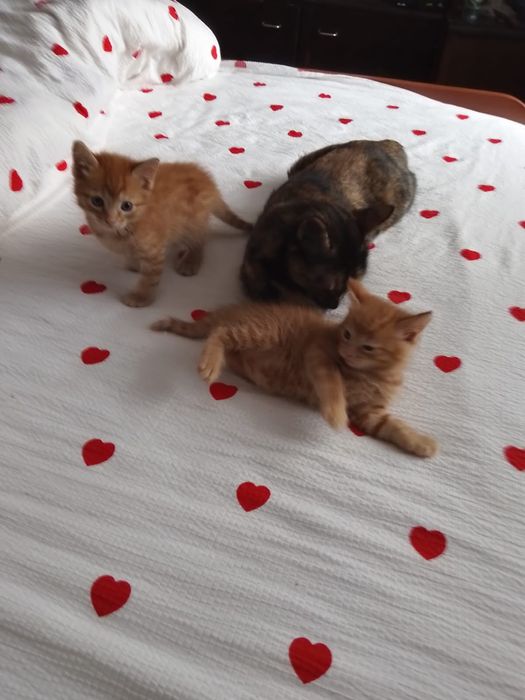 Отдам котят 2 мальчика и девочку