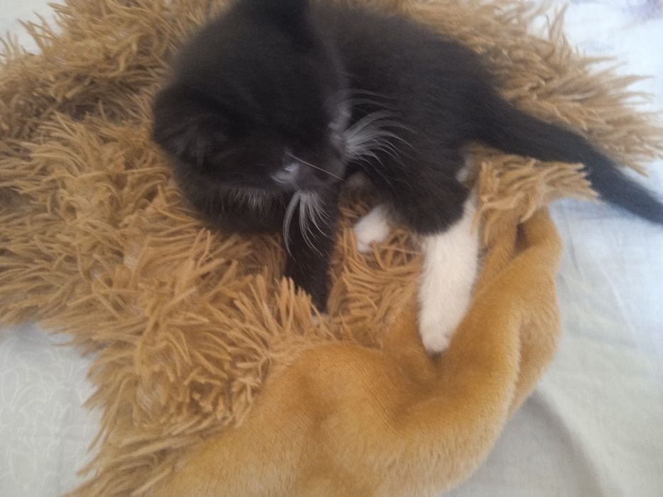 Отдам бесплатно котёнка