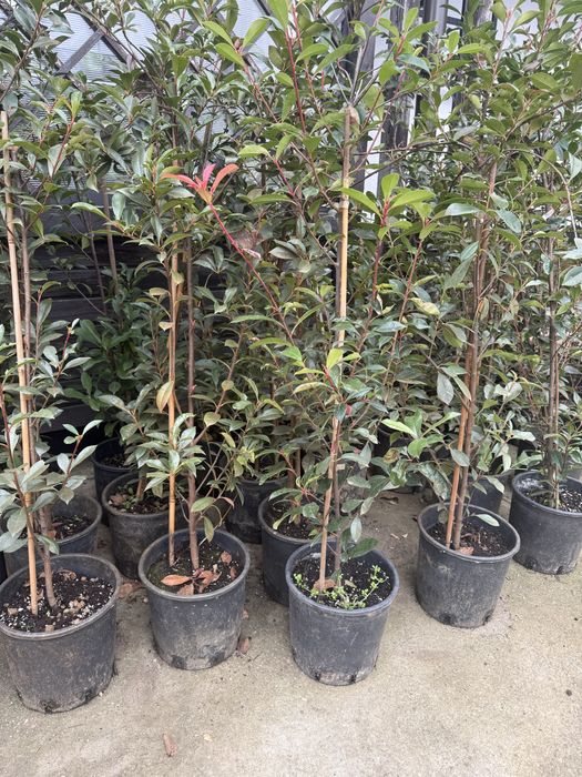 Photinia la ghiveci 1,2m