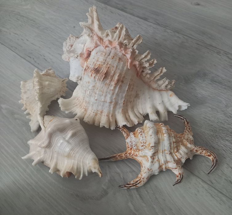 Ракушки натуральные