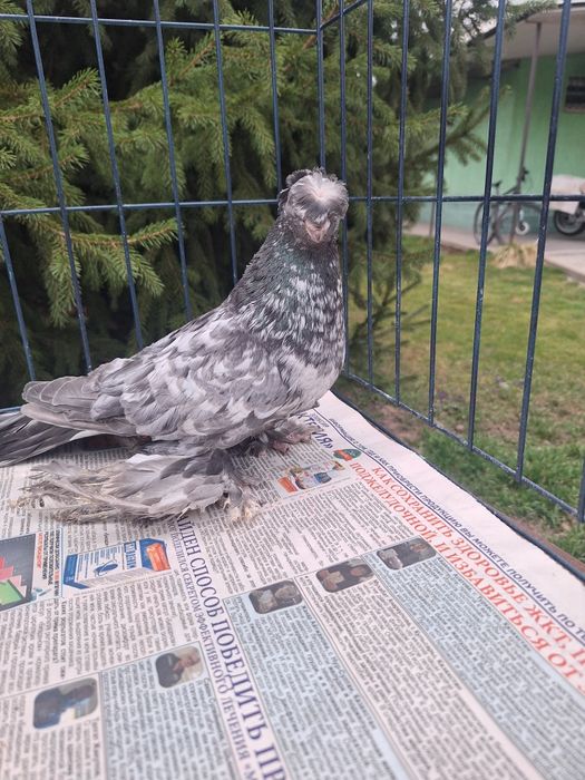 Продам голубя чилкаря