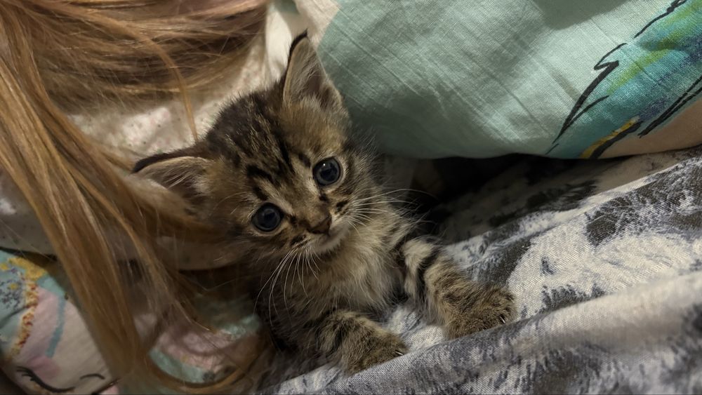 Отдам котят 1 месяц