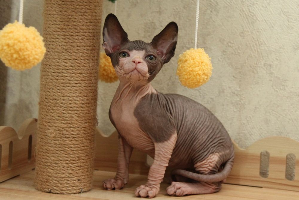 Канадские сфинксы. Котята