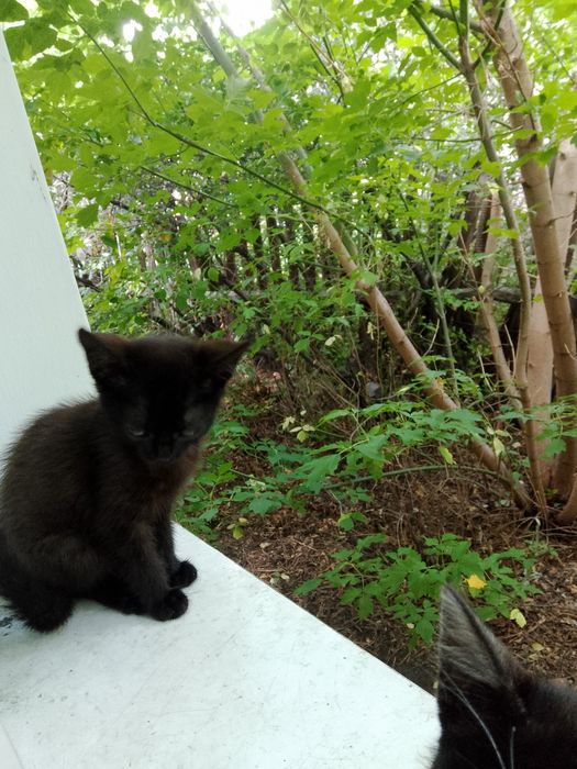 Отдам котят  даром