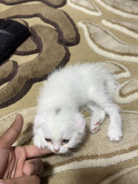 Продаються породистые котята (шотланские вислоухие) 5 котят