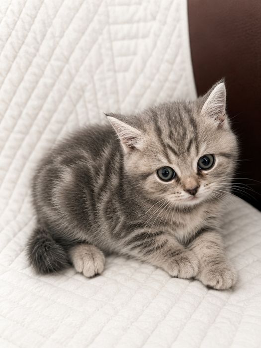 Продаю котенка шотландка девочка