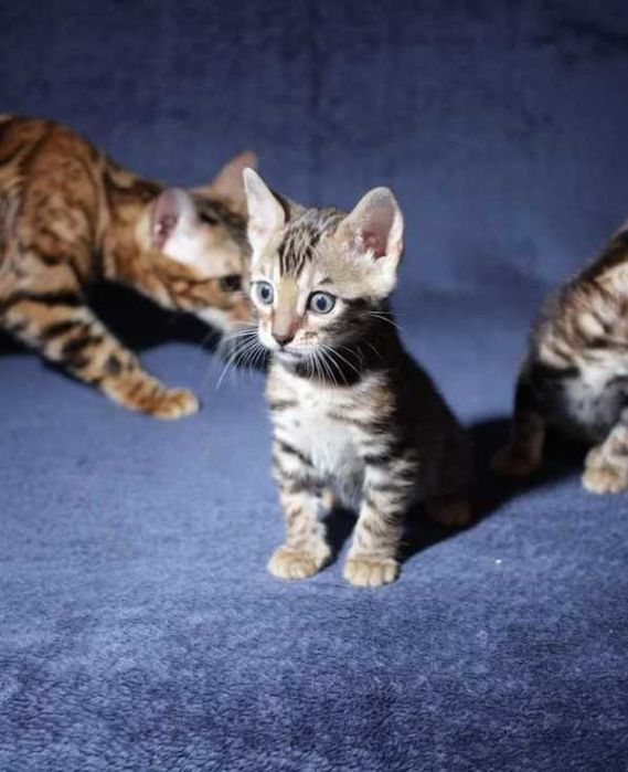 Бенгальские Детки