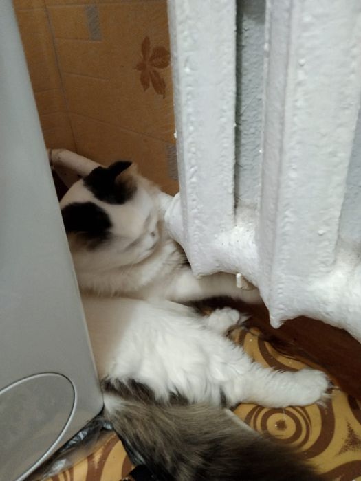 Нашли кошку, отдам в добрые руки