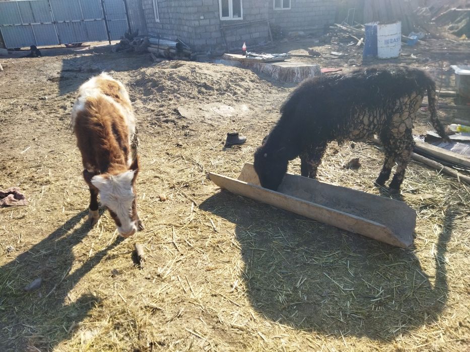 Ургашы баспактар сутти сиыр тукымы