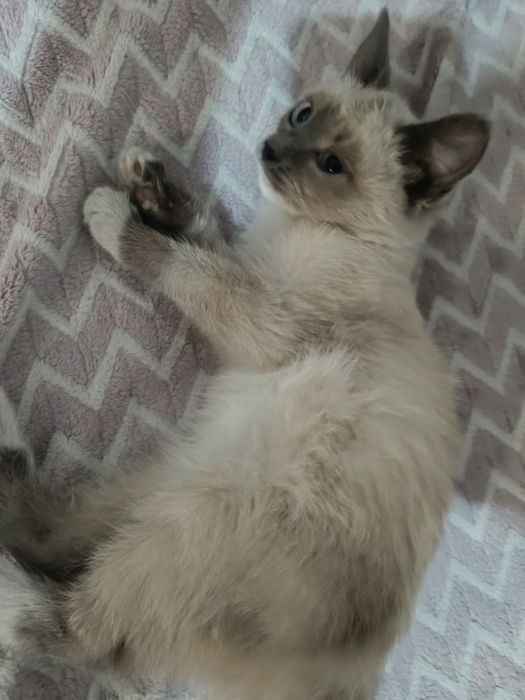Котята в добрые руки.