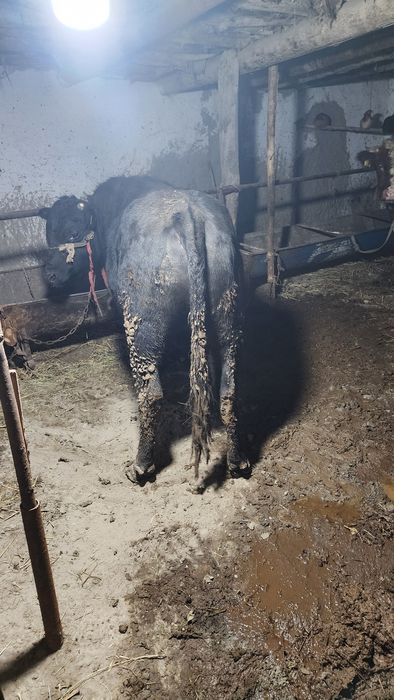 Buqa sotiladi  manzil g'ijduvon