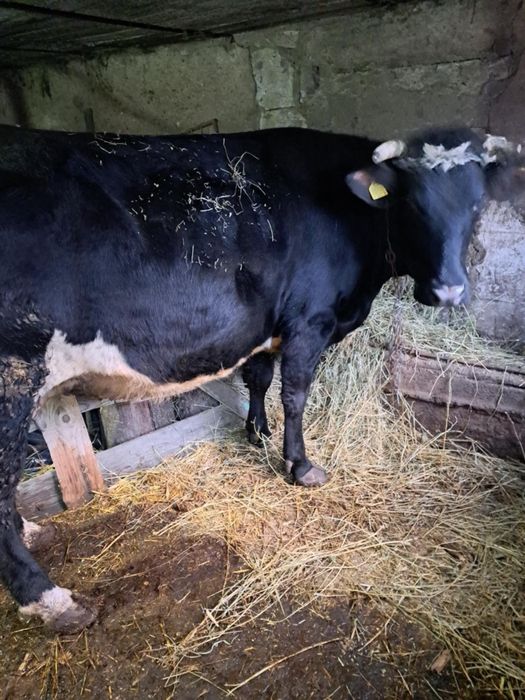 Vând vaca gestanta în 7 pe a opta luna