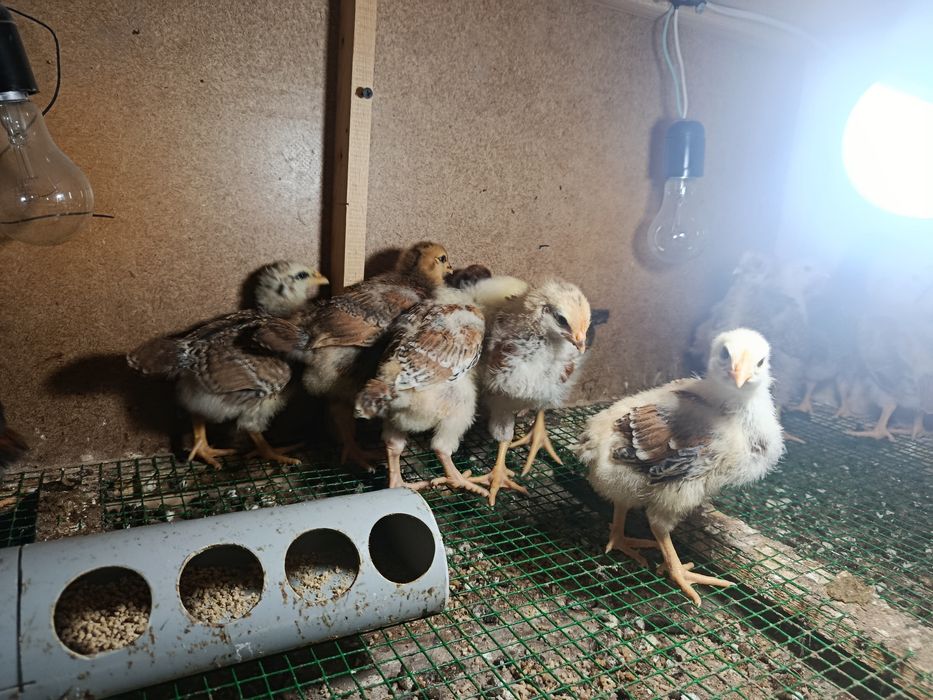 Жўжалар ҳанҳияп тожон парода йилига 300-320 та тухум