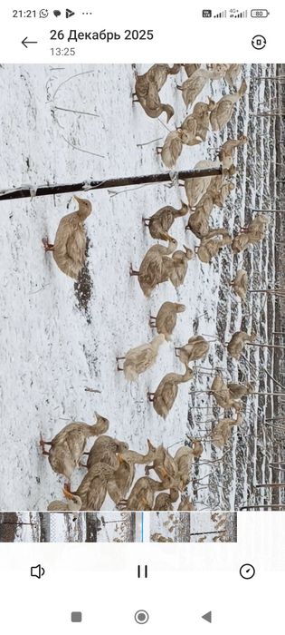 100 штук уйректер