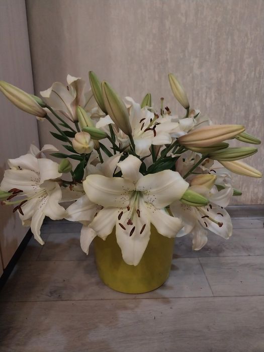 Продам цветы Лилии