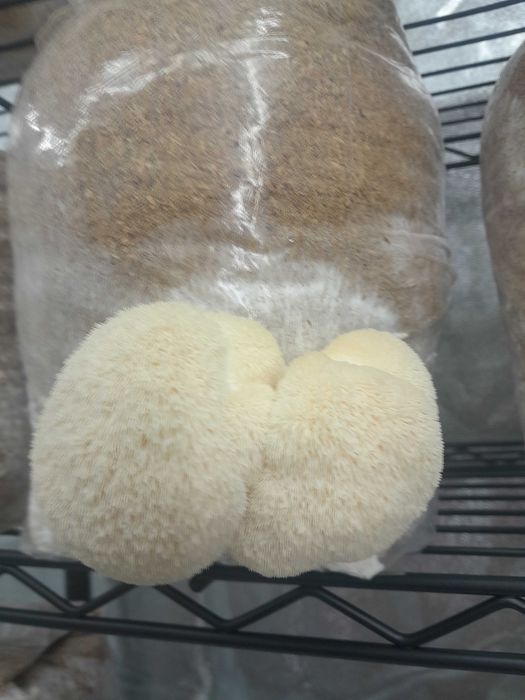 Домашно отгледани гъби Лъвска грива | Hericium erinaceus