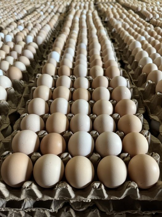 Тухум оптом фабрикадан, (яйца по низким ценам с собственной фермы)