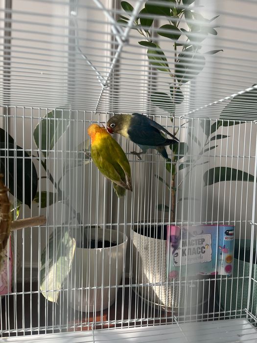 Попугаи неразлучники