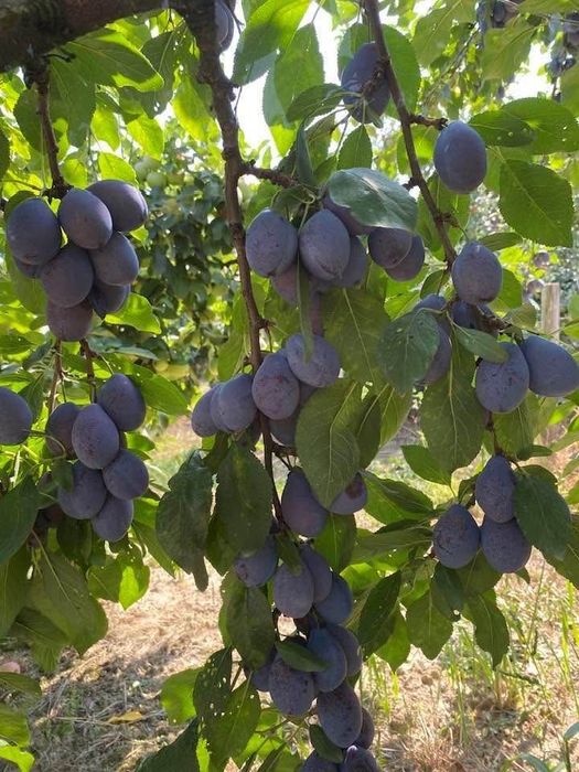 Prune de vanzare pt tuica!