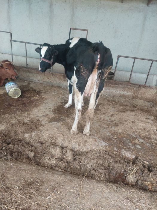 Она бола сигир бузокчаси эркак ангус биринчи корин зоти Голланд