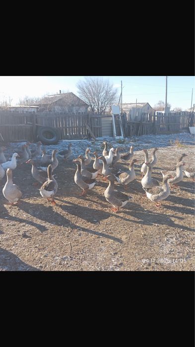 Гуси выращенные без ГмО не дорого