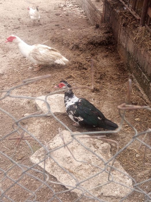 Vând rate leșești sau schimb cu găini