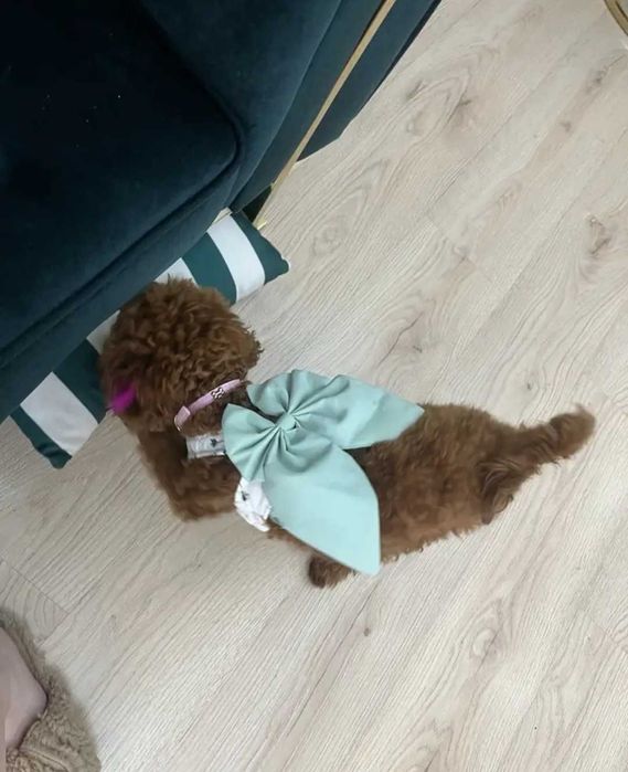 Рокля за куче с нагръдник и каишка Йорки Померан Шпиц Териер