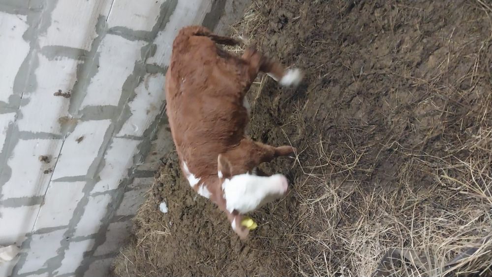 Продам корову с теленком.