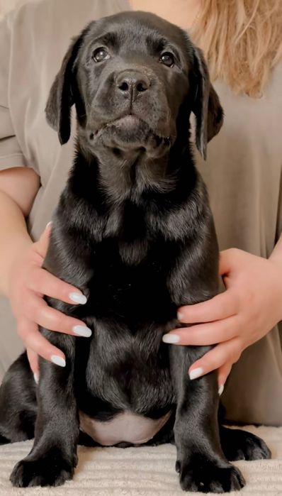 Щенок лабрадора ретривера