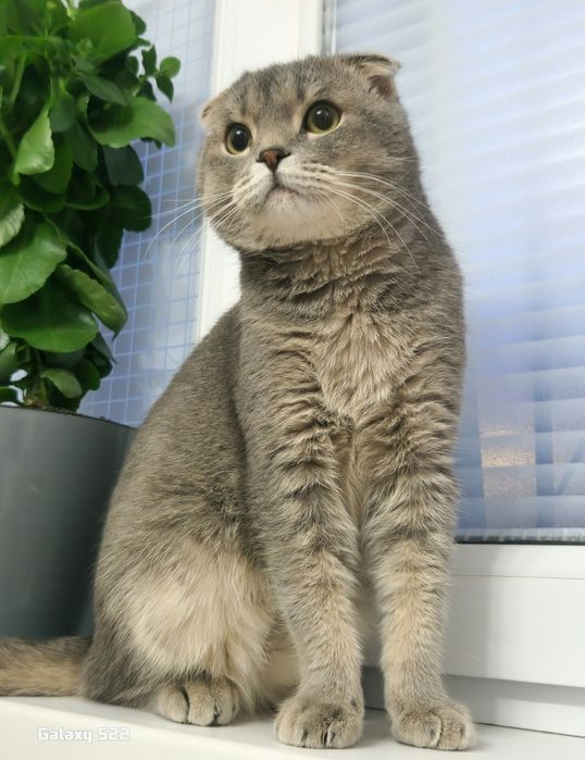 шотландский котик