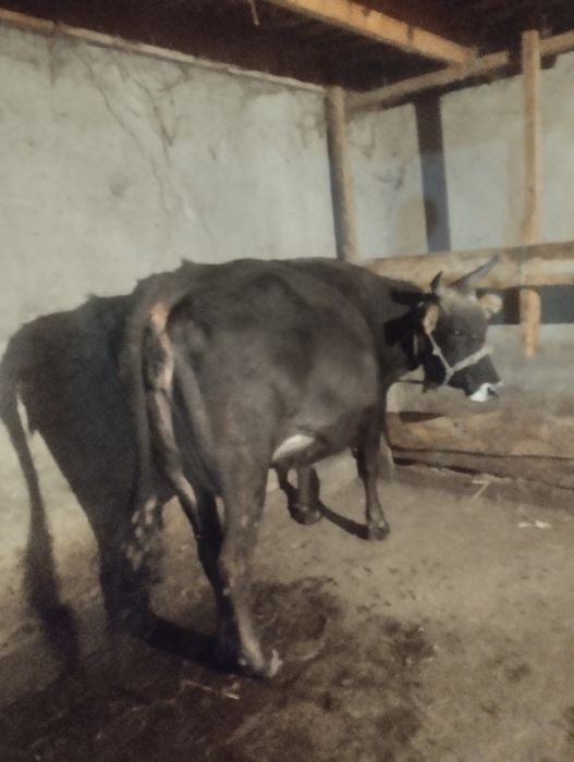 Алатау сиыр буаз