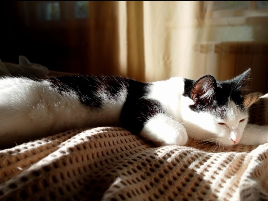Передержка кошек