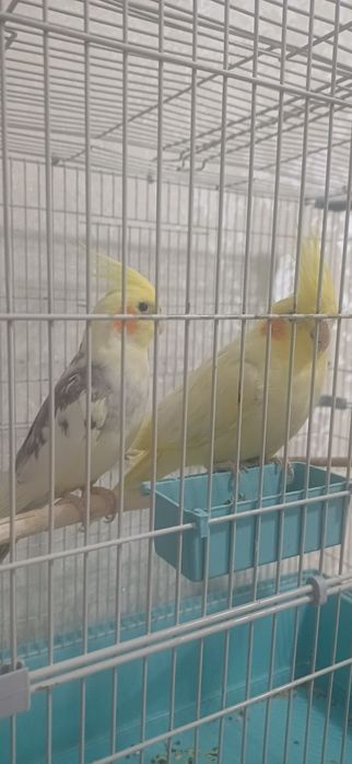 Папугай корелла 2