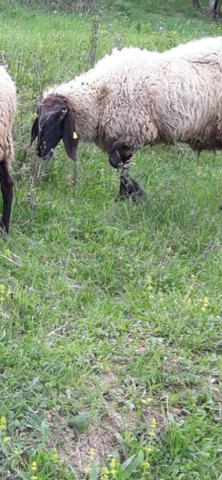 Oi (țigaie sârbească)