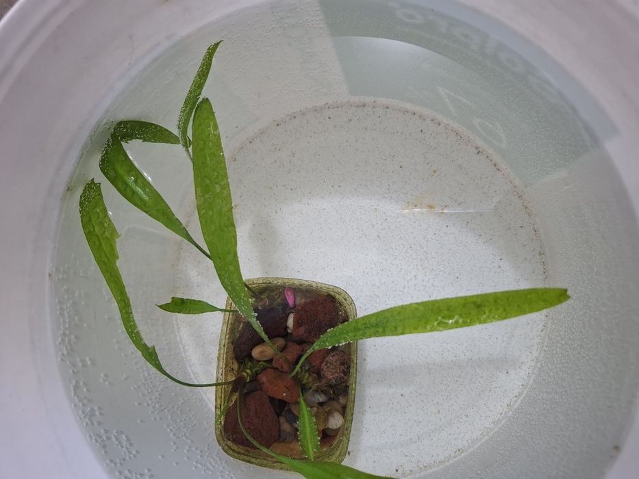 Растения для аквариума