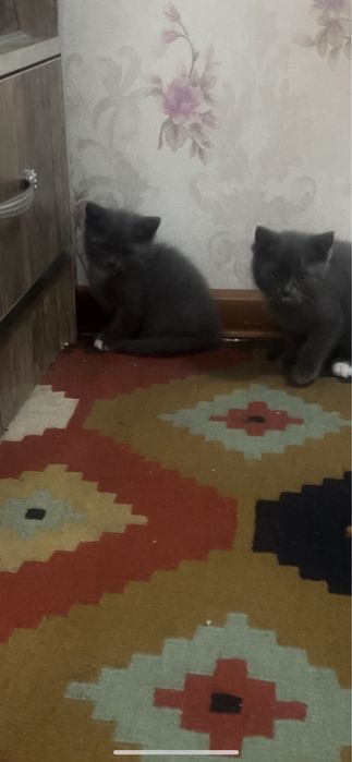 Шотландский прямоухие