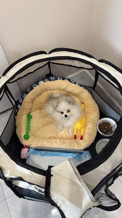 Щенок щпиц девочка