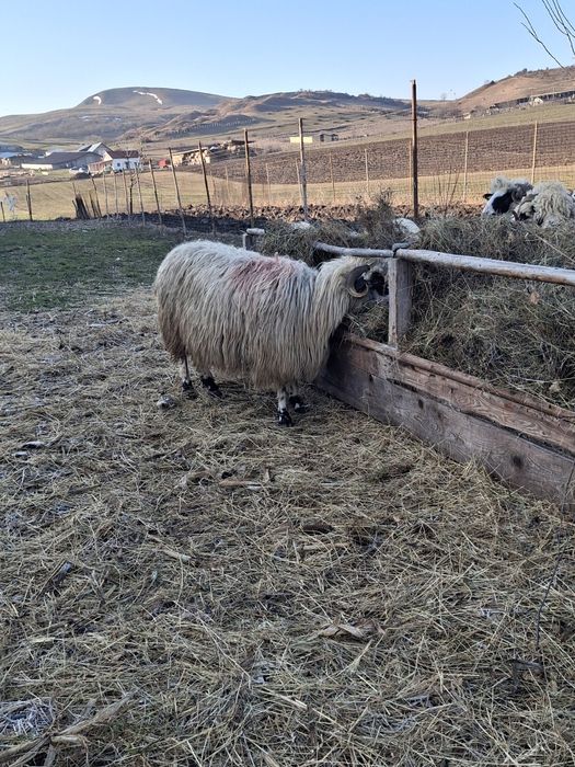 Vând 2 oii o miaoră și o strămioară